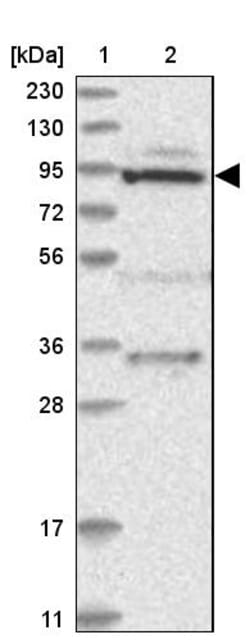 Invitrogen MTO1 Polyclonal Antibody 100 &mu;L | Buy Online | Invitrogen&trade; | Fisher Scientific