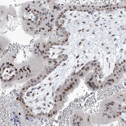 Invitrogen LIN9 Polyclonal Antibody 100 &mu;L; Unconjugated:Antibodies,