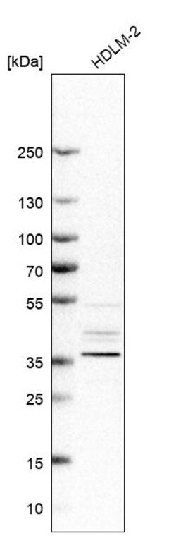 Invitrogen PCBP3 Polyclonal Antibody 100 &mu;L; Unconjugated:Antibodies,