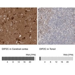 Invitrogen DIP2C Polyclonal Antibody 100 &mu;L; Unconjugated:Antibodies,