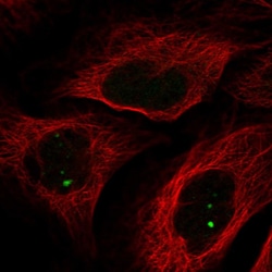 Invitrogen NCOA7 Polyclonal Antibody 100 &mu;L; Unconjugated:Antibodies,
