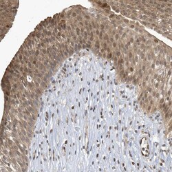 Invitrogen NCOA7 Polyclonal Antibody 100 &mu;L; Unconjugated:Antibodies,