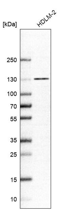 Invitrogen NCOA7 Polyclonal Antibody 100 &mu;L | Buy Online | Invitrogen&trade; | Fisher Scientific