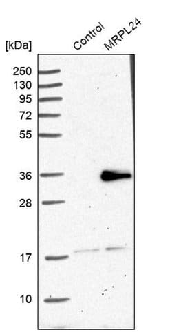 Invitrogen MRPL24 Polyclonal Antibody 100 &mu;L | Buy Online | Invitrogen&trade; | Fisher Scientific