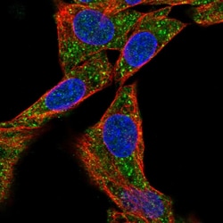 Invitrogen METAP1D Polyclonal Antibody 100 &mu;L; Unconjugated:Antibodies,