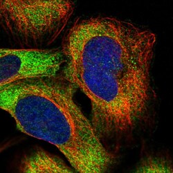 Invitrogen PUM2 Polyclonal Antibody 100 &mu;L; Unconjugated:Antibodies,