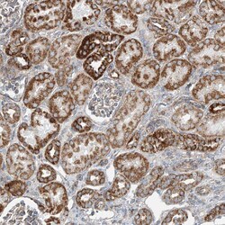 Invitrogen PUM2 Polyclonal Antibody 100 &mu;L; Unconjugated:Antibodies,
