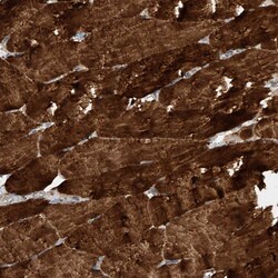Invitrogen PUM2 Polyclonal Antibody 100 &mu;L; Unconjugated:Antibodies,