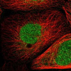 Invitrogen Pirh2 Polyclonal Antibody 100 &mu;L; Unconjugated:Antibodies,