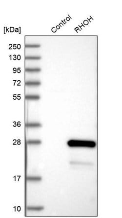 Invitrogen RhoH Polyclonal Antibody 100 &mu;L | Buy Online | Invitrogen&trade; | Fisher Scientific