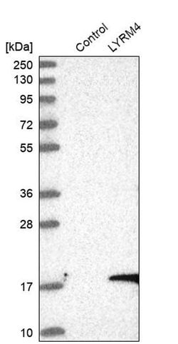 Invitrogen LYRM4 Polyclonal Antibody 100 &mu;L; Unconjugated:Antibodies,