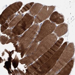 Invitrogen MAP4K3 Polyclonal Antibody 100 &mu;L; Unconjugated:Antibodies,