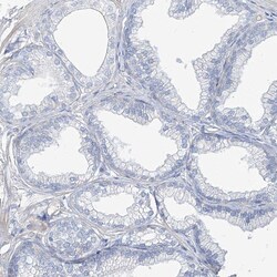 Invitrogen TXLNB Polyclonal Antibody 100 &mu;L; Unconjugated:Antibodies,