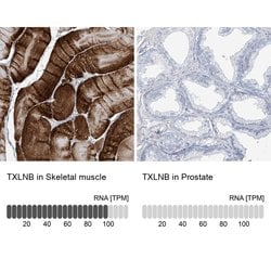 Invitrogen TXLNB Polyclonal Antibody 100 &mu;L; Unconjugated:Antibodies,