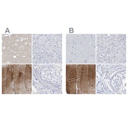 Invitrogen TXLNB Polyclonal Antibody 100 &mu;L; Unconjugated:Antibodies,