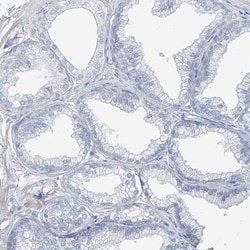 Invitrogen TXLNB Polyclonal Antibody 100 &mu;L; Unconjugated:Antibodies,