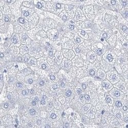 Invitrogen TXLNB Polyclonal Antibody 100 &mu;L; Unconjugated:Antibodies,