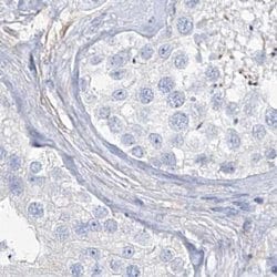 Invitrogen TXLNB Polyclonal Antibody 100 &mu;L; Unconjugated:Antibodies,