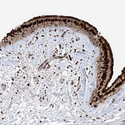 Invitrogen DZIP1L Polyclonal Antibody 100 &mu;L; Unconjugated:Antibodies,