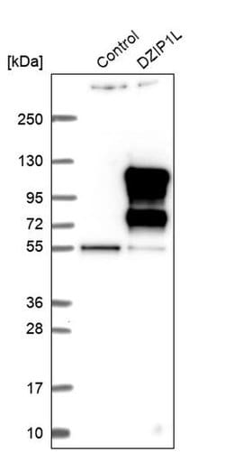 Invitrogen DZIP1L Polyclonal Antibody 100 &mu;L; Unconjugated:Antibodies,