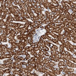 Invitrogen TAS2R60 Polyclonal Antibody 100 &mu;L; Unconjugated:Antibodies,
