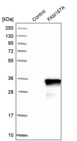 Invitrogen FAM167A Polyclonal Antibody 100 &mu;L | Buy Online | Invitrogen&trade; | Fisher Scientific