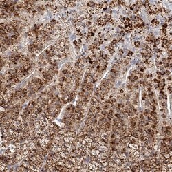 Invitrogen SLC35D3 Polyclonal Antibody 100 &mu;L; Unconjugated:Antibodies,
