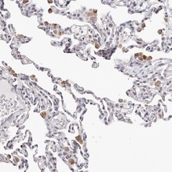 Invitrogen SLC35D3 Polyclonal Antibody 100 &mu;L; Unconjugated:Antibodies,