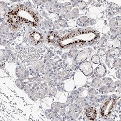 Invitrogen SLC35D3 Polyclonal Antibody 100 &mu;L; Unconjugated:Antibodies,