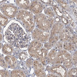 Invitrogen PARD3 Polyclonal Antibody 100 &mu;L; Unconjugated:Antibodies,