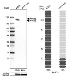 Invitrogen PARD3 Polyclonal Antibody 100 &mu;L; Unconjugated:Antibodies,