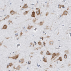 Invitrogen RPL26 Polyclonal Antibody 100 &mu;L; Unconjugated:Antibodies,