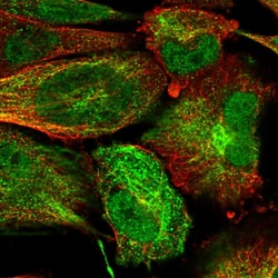 Invitrogen KIAA0247 Polyclonal Antibody 100 &mu;L; Unconjugated:Antibodies,