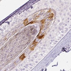 Invitrogen RPTN Polyclonal Antibody 100 &mu;L; Unconjugated:Antibodies,