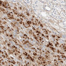 Invitrogen KCNH5 Polyclonal Antibody 100 &mu;L; Unconjugated:Antibodies,