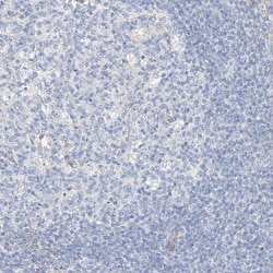 Invitrogen KCNH5 Polyclonal Antibody 100 &mu;L; Unconjugated:Antibodies,