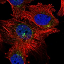 Invitrogen KLF7 Polyclonal Antibody 100 &mu;L; Unconjugated:Antibodies,