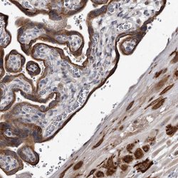 Invitrogen YPEL3 Polyclonal Antibody 100 &mu;L; Unconjugated:Antibodies,