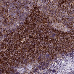 MARCKSL1 Polyclonal Antibody:Antibodies, Polyclonal