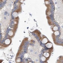 Invitrogen UFL1 Polyclonal Antibody 100 &mu;L; Unconjugated:Antibodies,
