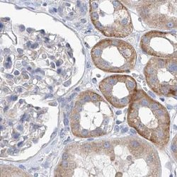Invitrogen UFL1 Polyclonal Antibody 100 &mu;L; Unconjugated:Antibodies,