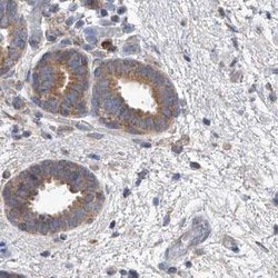 Invitrogen UFL1 Polyclonal Antibody 100 &mu;L; Unconjugated:Antibodies,