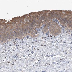 Invitrogen UFL1 Polyclonal Antibody 100 &mu;L; Unconjugated:Antibodies,