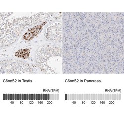 Invitrogen C6orf62 Polyclonal Antibody 100 &mu;L; Unconjugated:Antibodies,