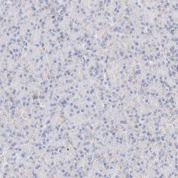 Invitrogen C6orf62 Polyclonal Antibody 100 &mu;L; Unconjugated:Antibodies,