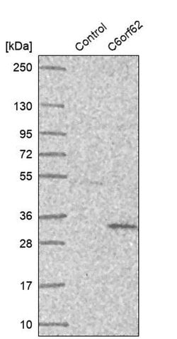 Invitrogen C6orf62 Polyclonal Antibody 100 &mu;L; Unconjugated:Antibodies,