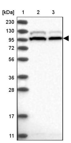 Invitrogen SRBD1 Polyclonal Antibody 100 &mu;L; Unconjugated:Antibodies,