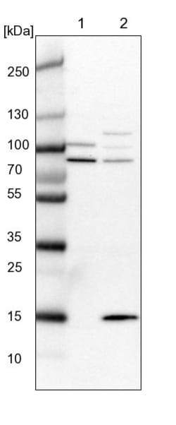 Invitrogen SRBD1 Polyclonal Antibody 100 &mu;L; Unconjugated:Antibodies,