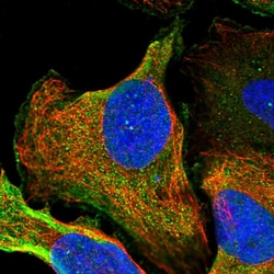 Invitrogen ZNF227 Polyclonal Antibody 100 &mu;L; Unconjugated:Antibodies,