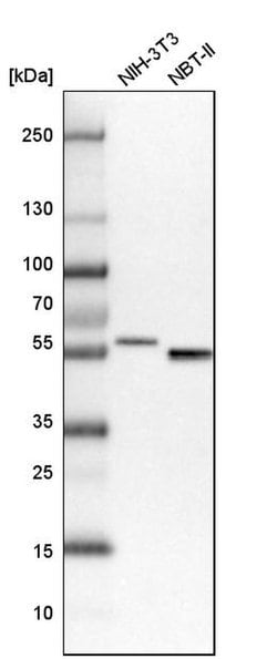 Invitrogen SMAP1 Polyclonal Antibody 100 &mu;L; Unconjugated:Antibodies,